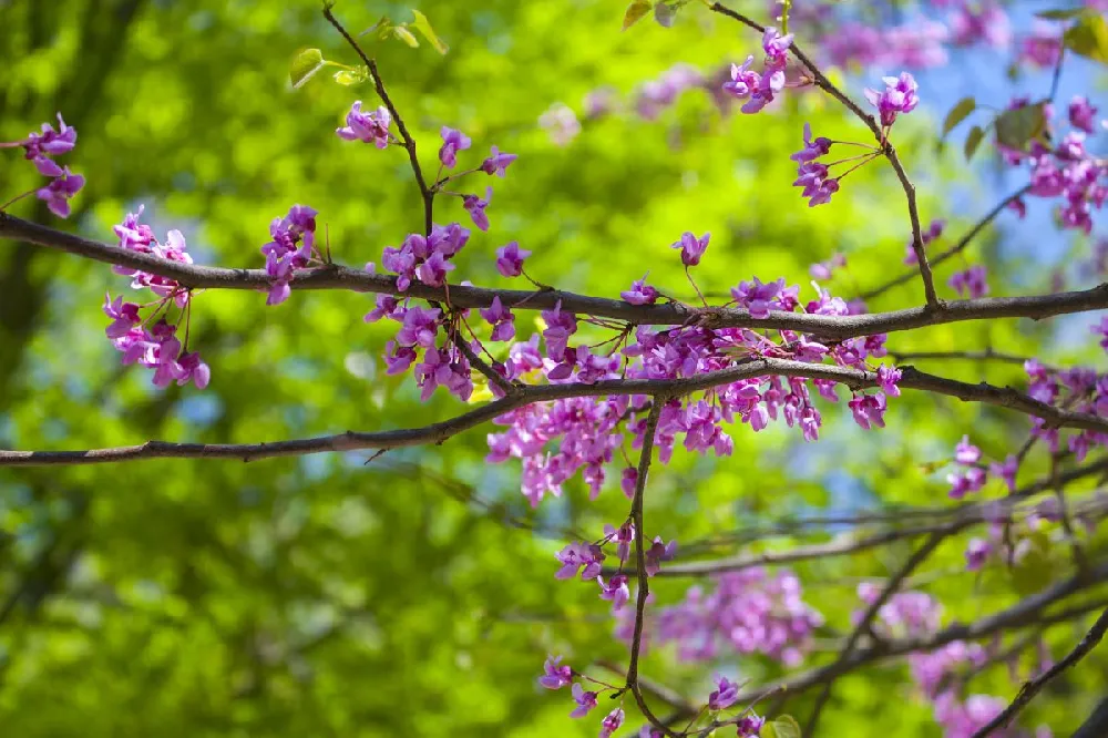 Eastern Redbud Tree