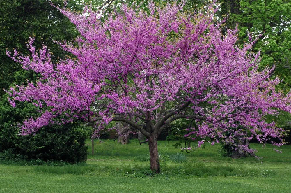 Eastern Redbud Tree