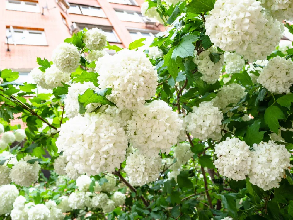 Eastern Snowball Bush