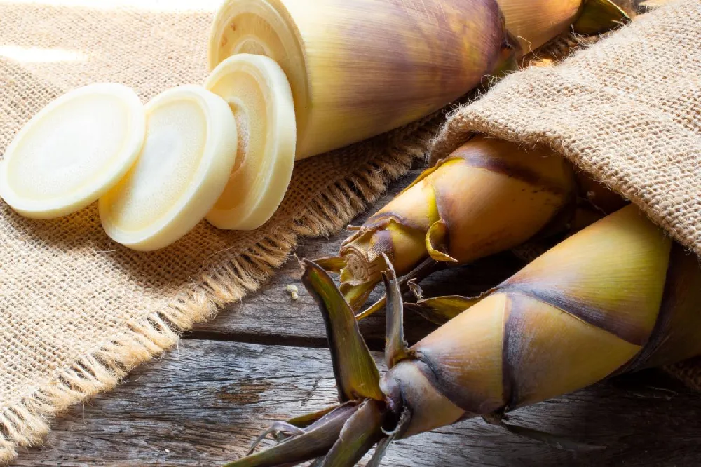 Edible Bamboo Plant