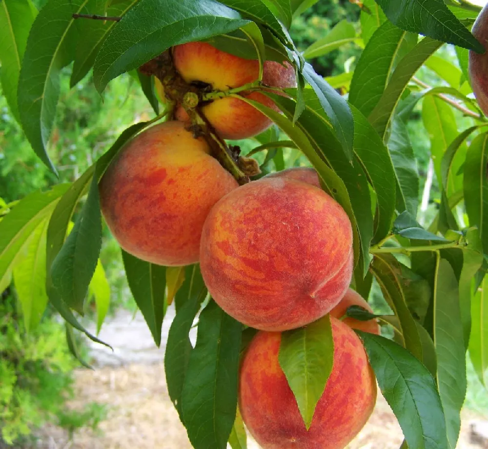 Elberta Peach Tree