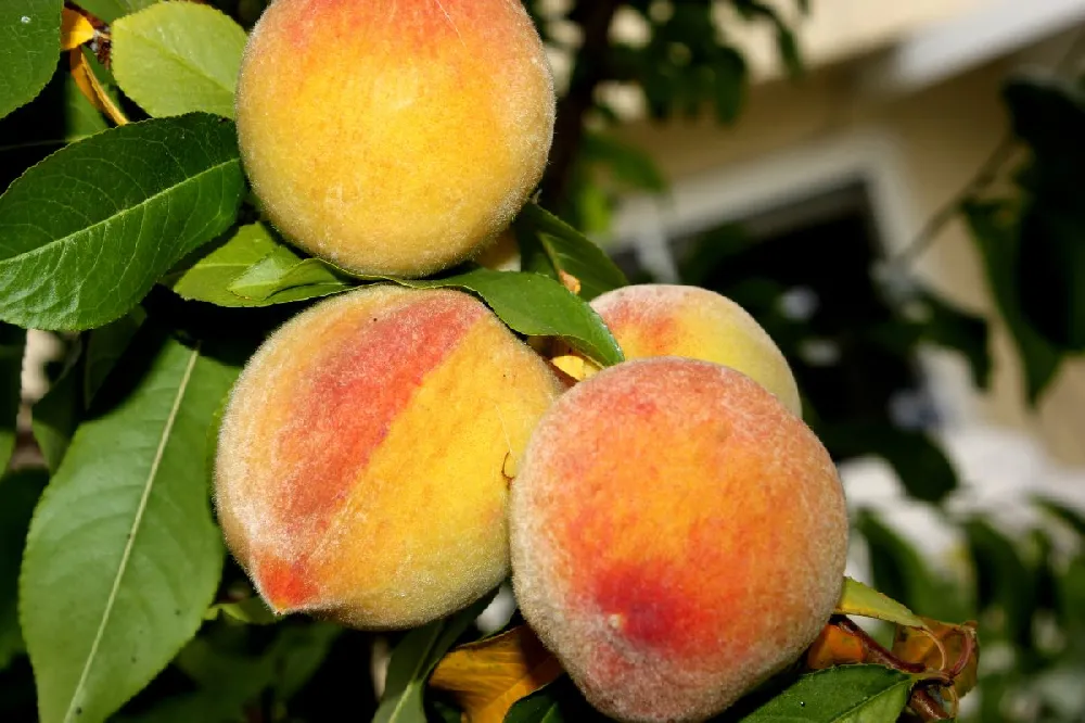 Elberta Peach Tree