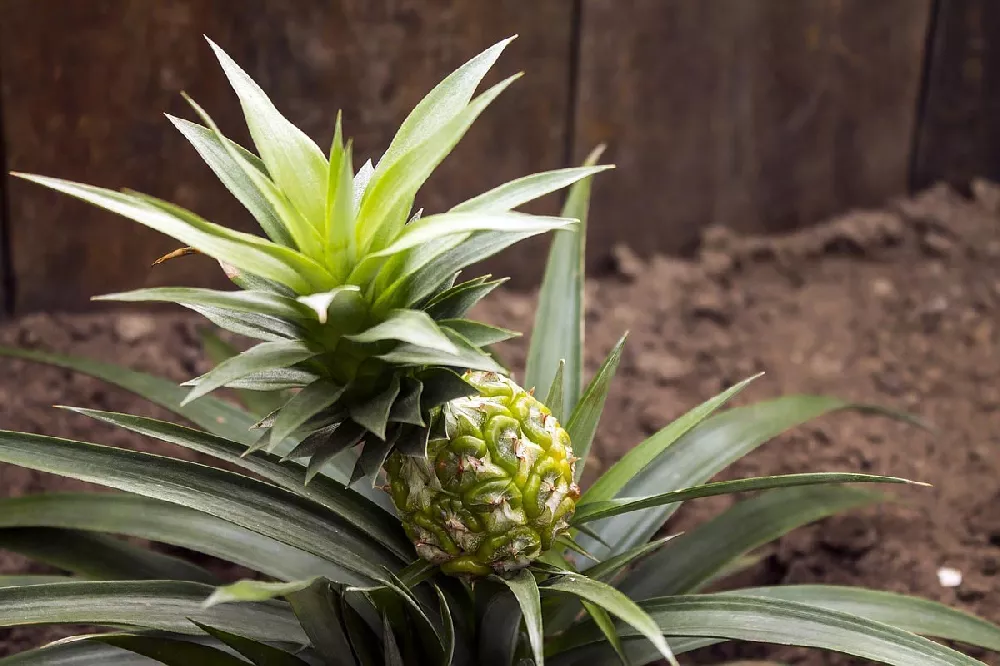 Florida Special Pineapple, Pineapple Plants For Sale