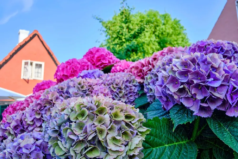 Elizabeth Ashley Hydrangea Shrub