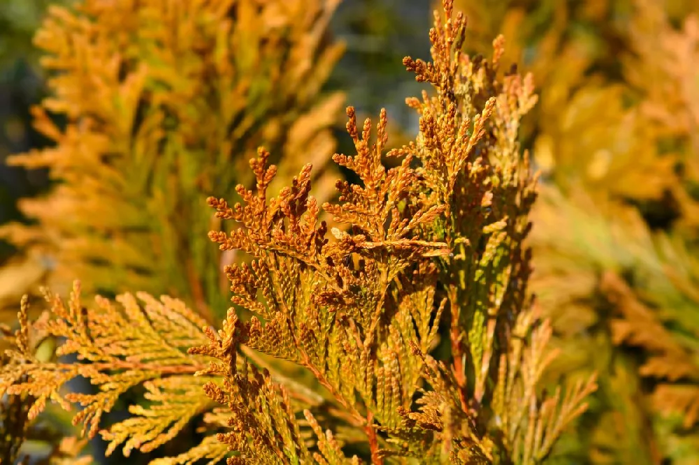 Ember Waves® Western Arborvitae Tree