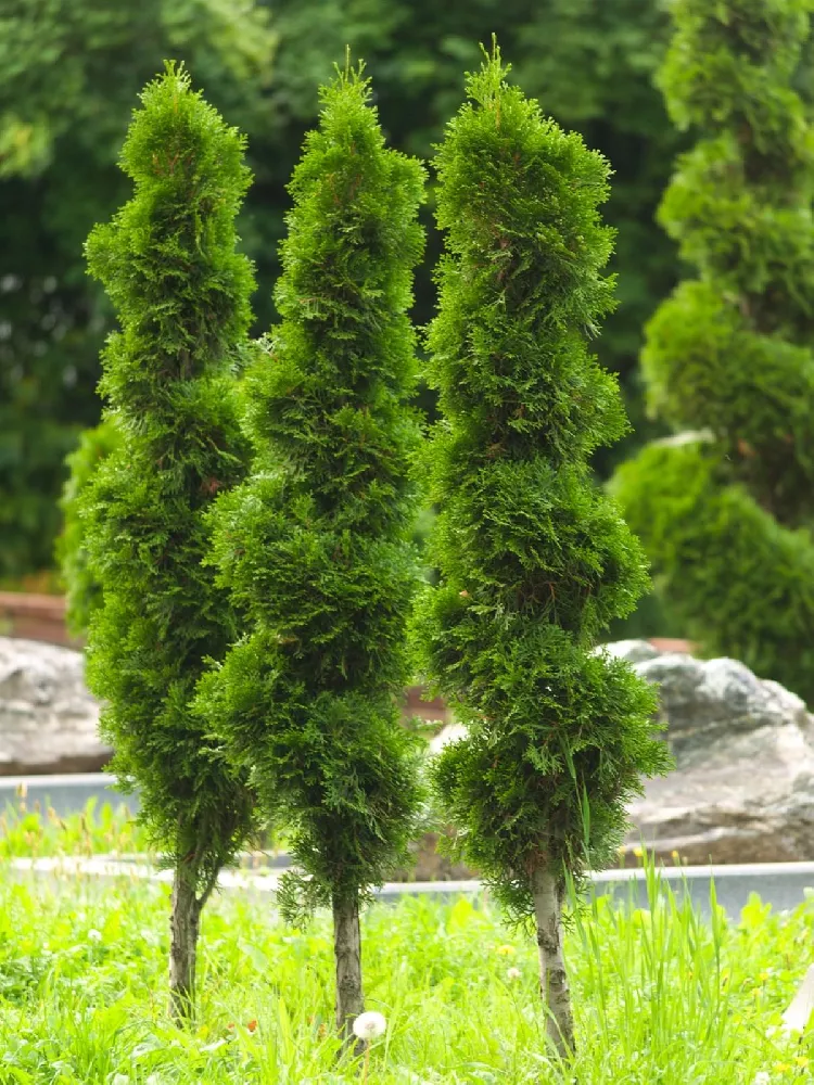 Ember Waves® Western Arborvitae Tree 2