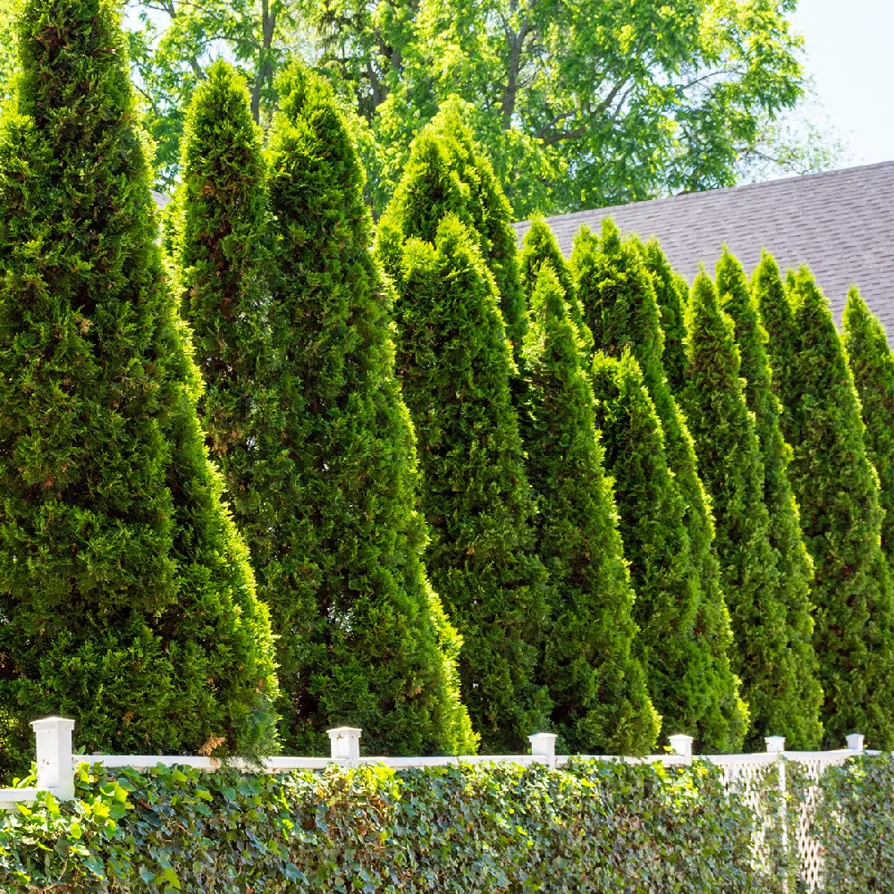 Emerald-Green-Arborvitae-1