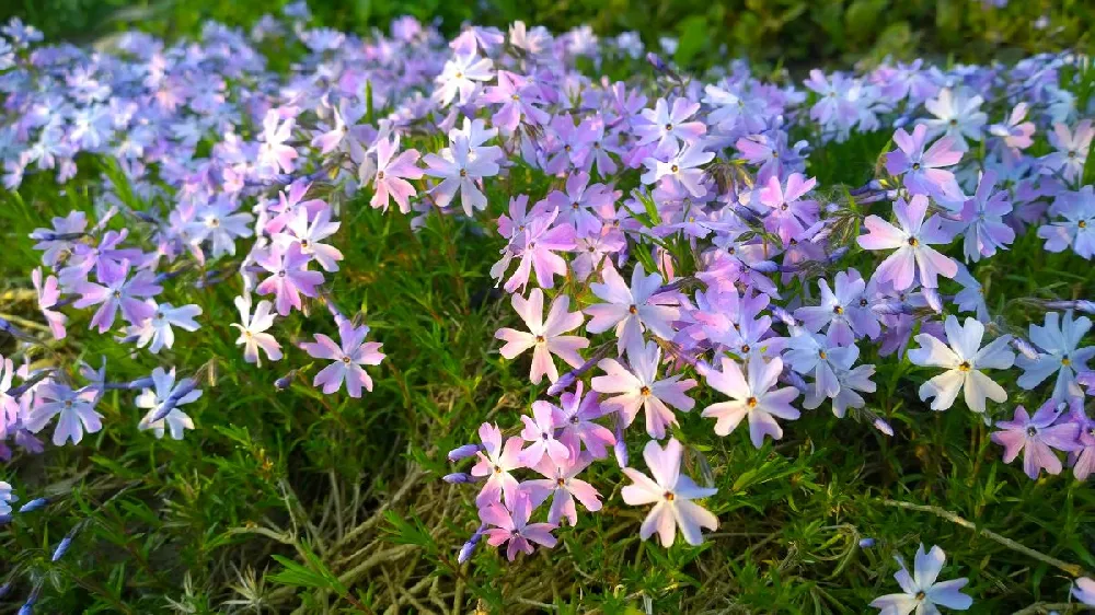 Emerald Blue Creeping Phlox