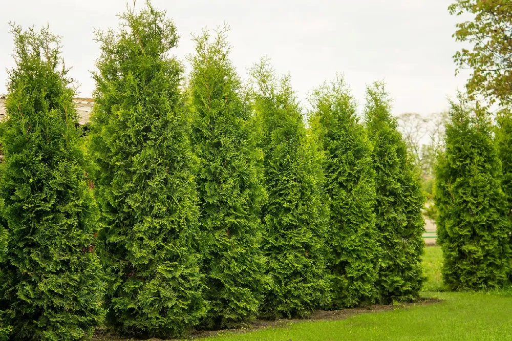 Emerald Green Thuja Tree