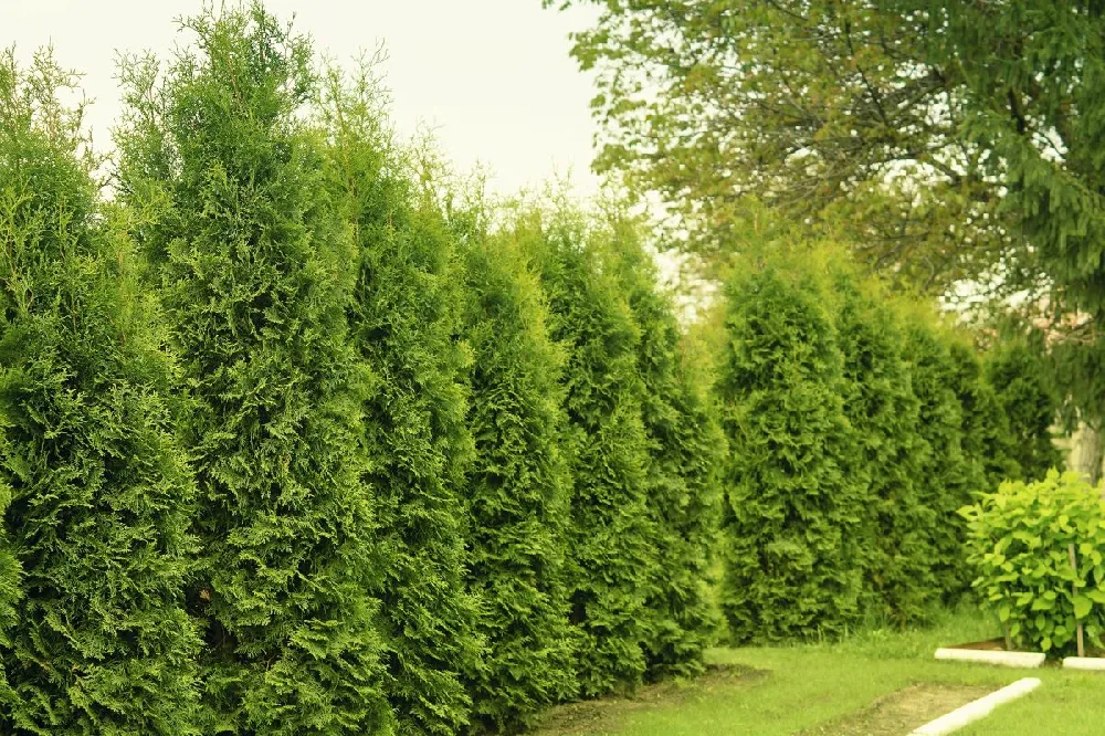 Emerald Green Thuja Tree