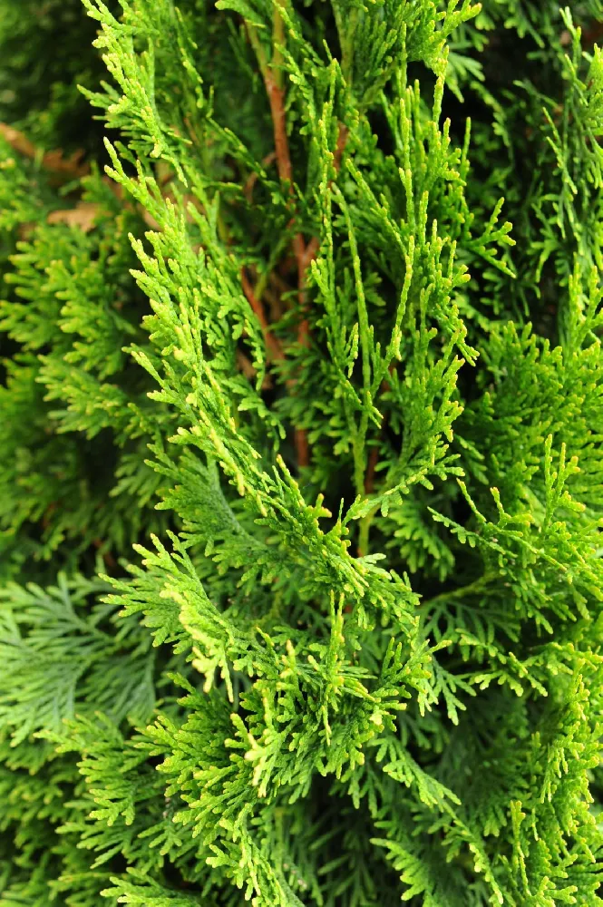 Emerald Green Thuja Tree