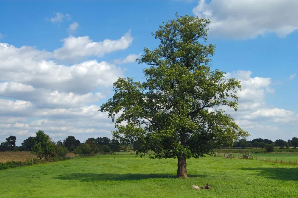 Emerald Sunshine® Elm Tree