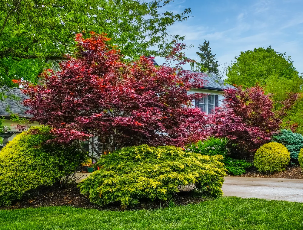 Emperor Japanese Maple Tree