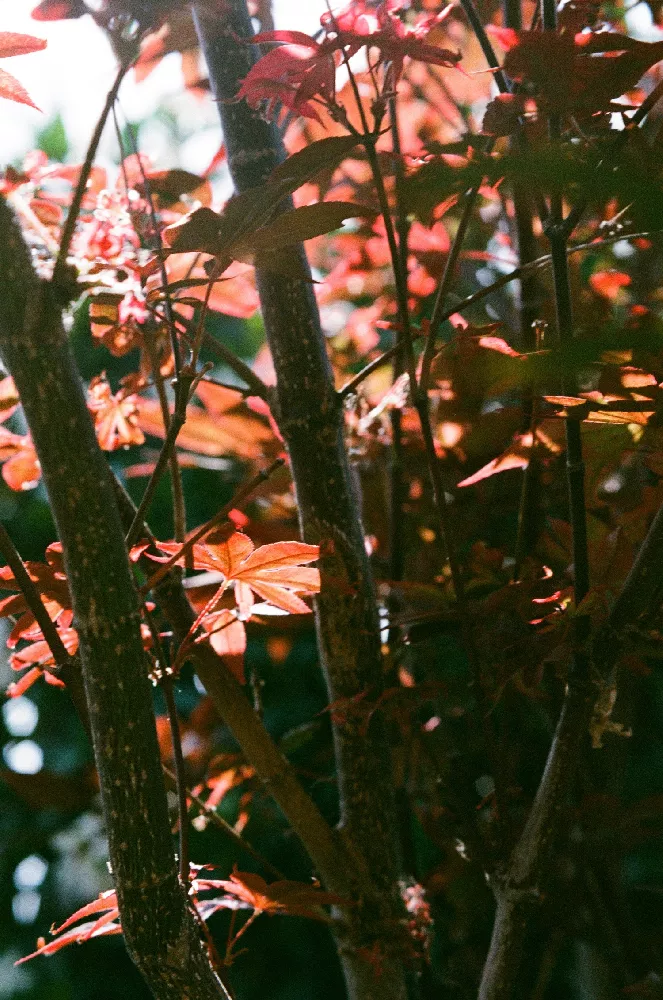 Emperor Japanese Maple Tree