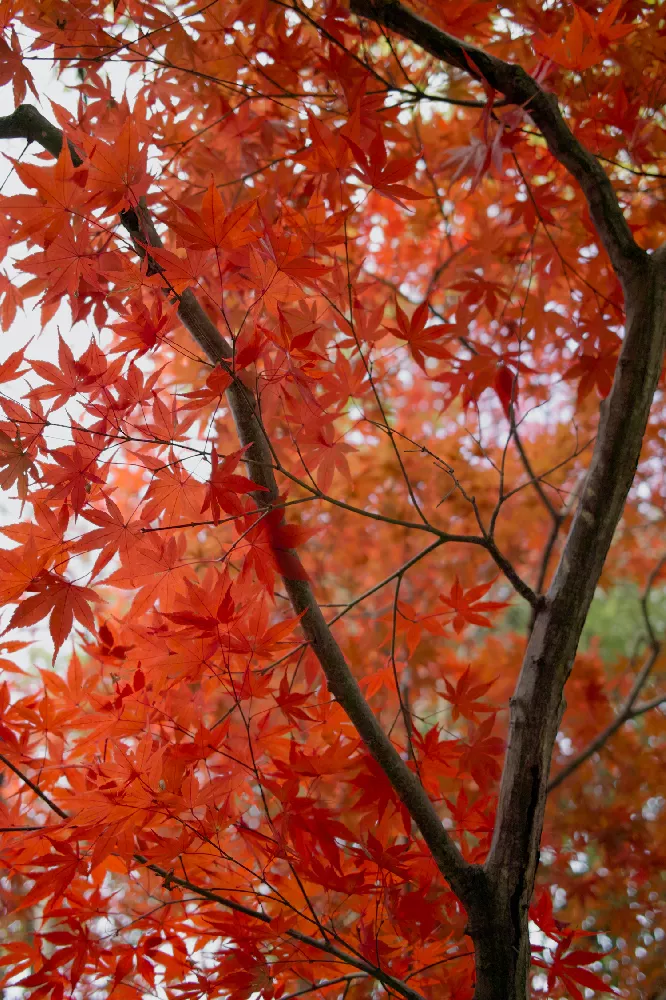 Emperor Japanese Maple Tree