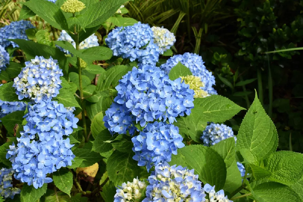 Endless Summer Hydrangea 2