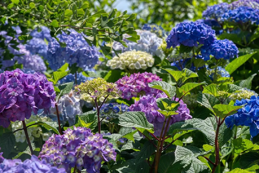 Endless Summer Hydrangea 1