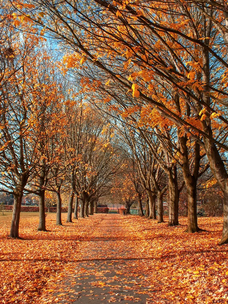 Endless Autumn Maple™ Tree