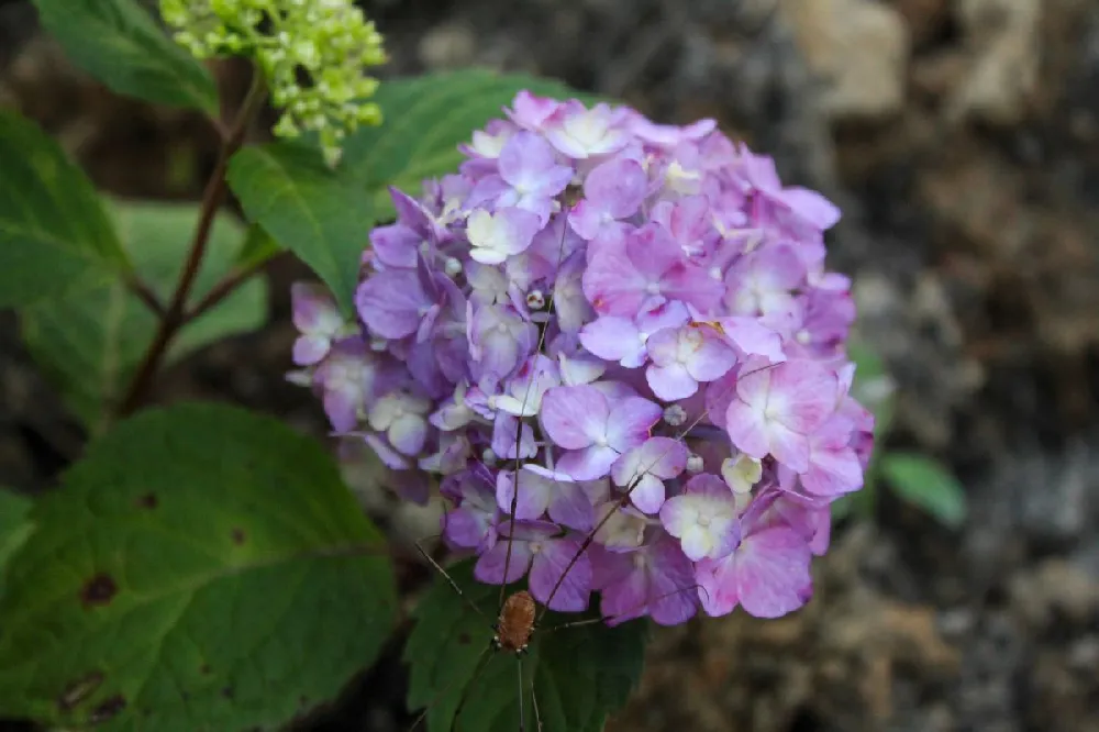 Endless Summer® BloomStruck® Hydrangea Shrub