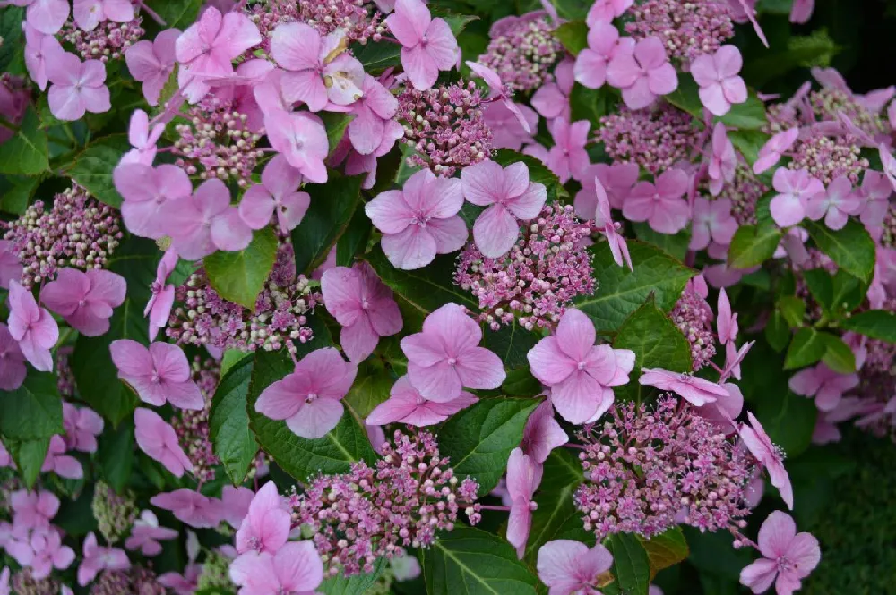 Endless Summer® Pop Star® Bigleaf Hydrangea