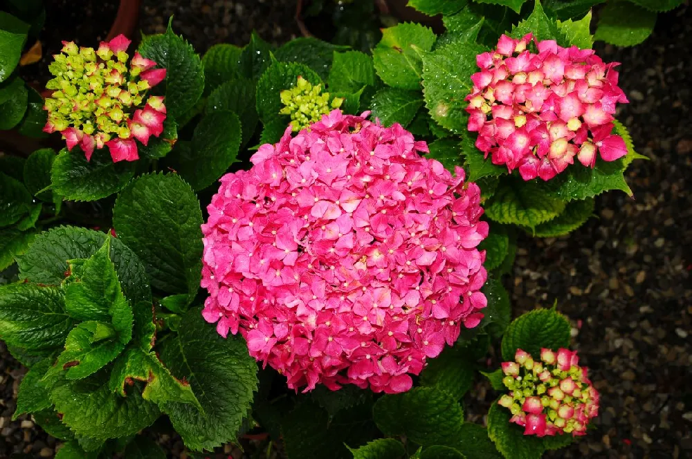 Endless Summer® Summer Crush® Hydrangea