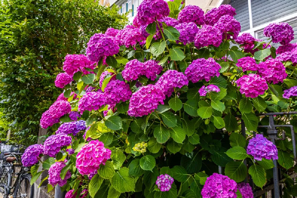 Endless Summer® Summer Crush® Hydrangea