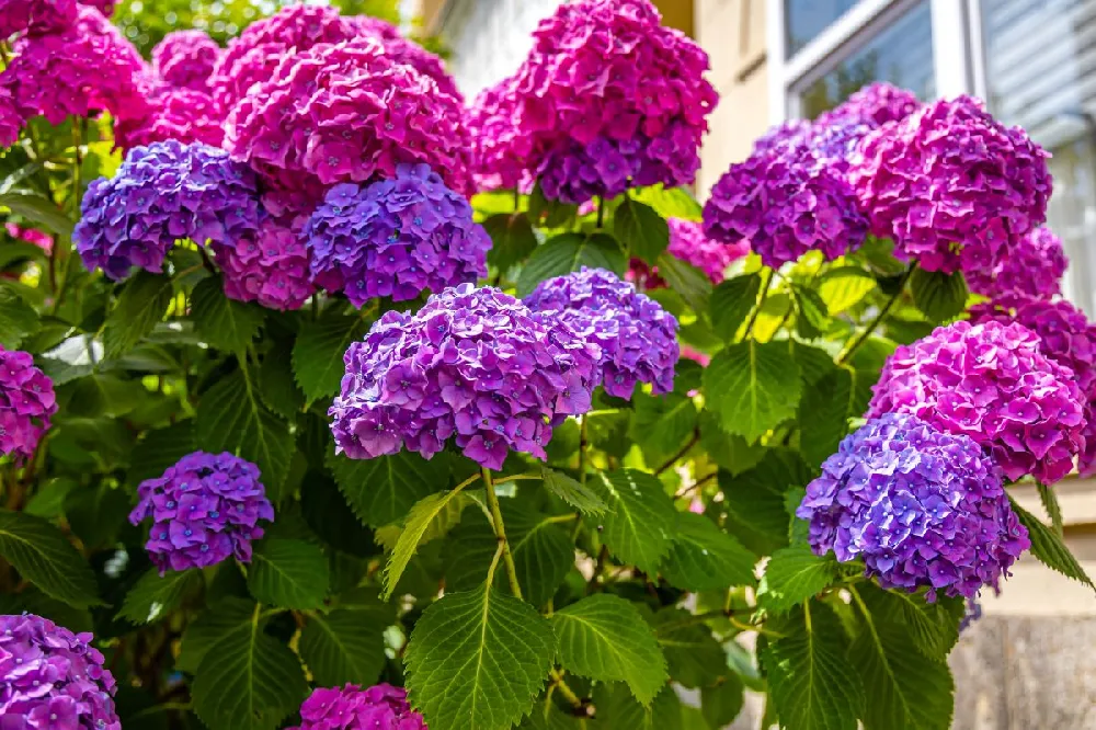 Endless Summer® Summer Crush® Hydrangea