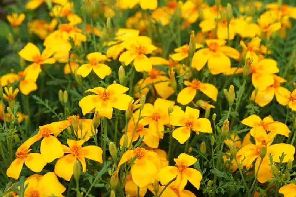 Yellow Marigold