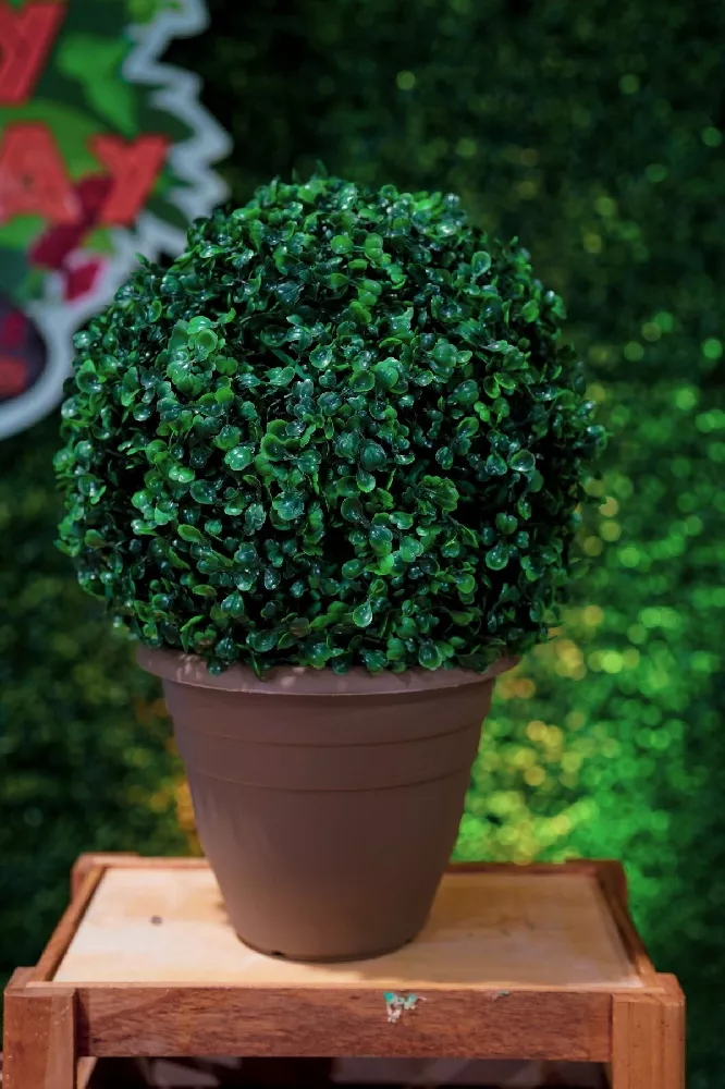 English Boxwood