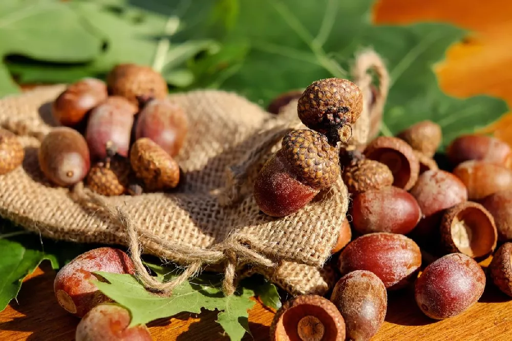 Southern Red Oak acorns