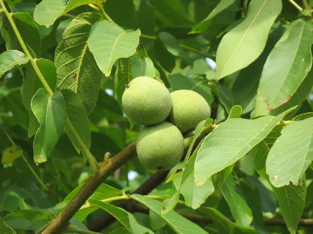 Carpathian Walnut Tree