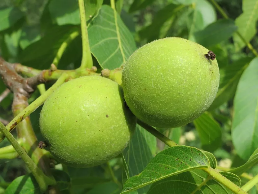 Carpathian Walnut Tree