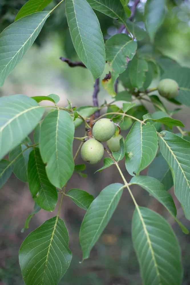 Carpathian Walnut Tree