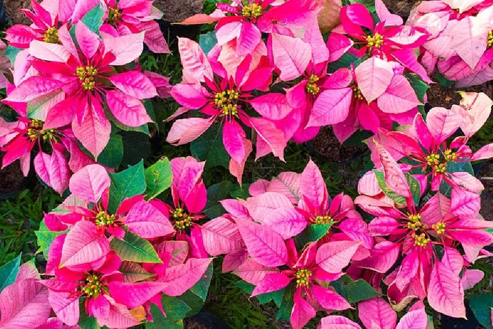 Pink Poinsettia