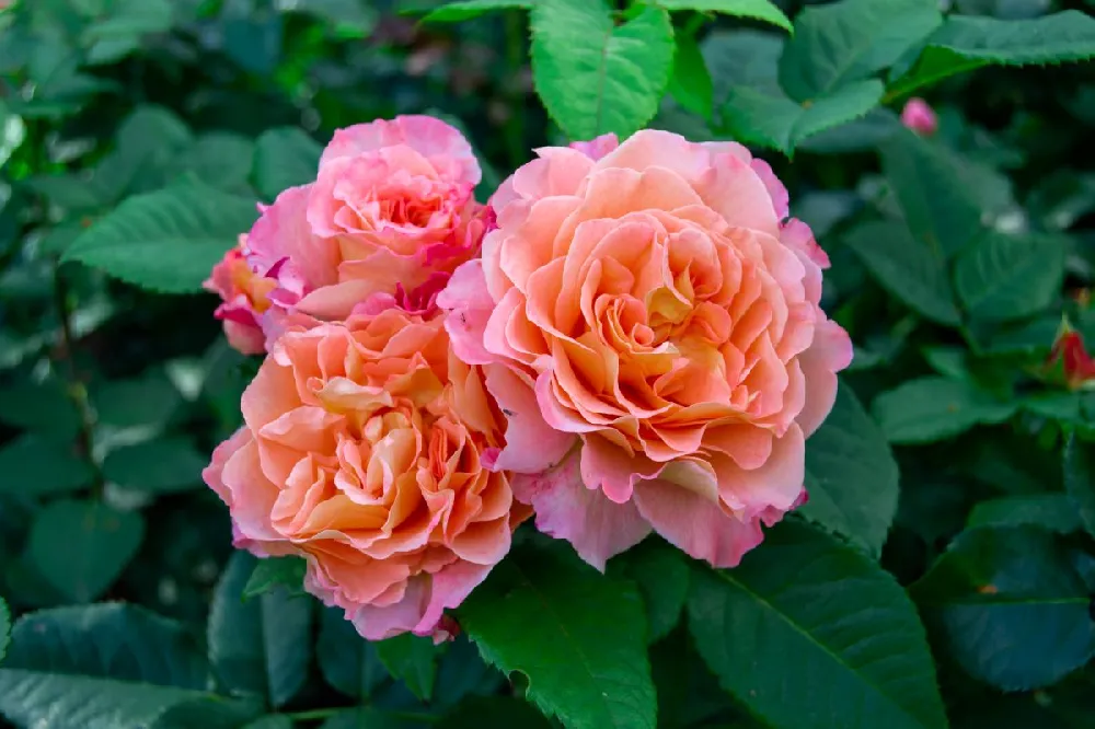 Euphoria® Rose Shrub