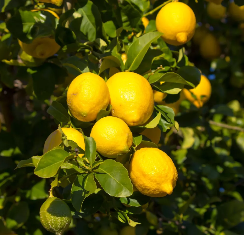 Eureka Lemon Tree