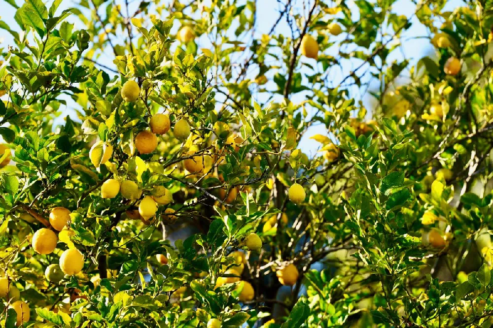 Eureka Lemon Tree