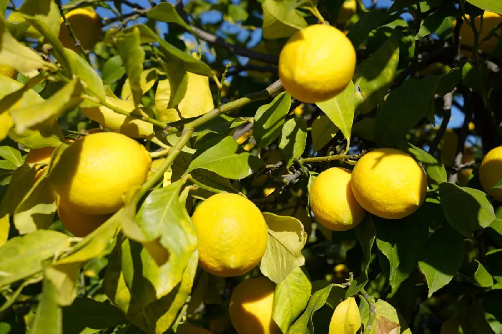 Eureka Lemon Tree