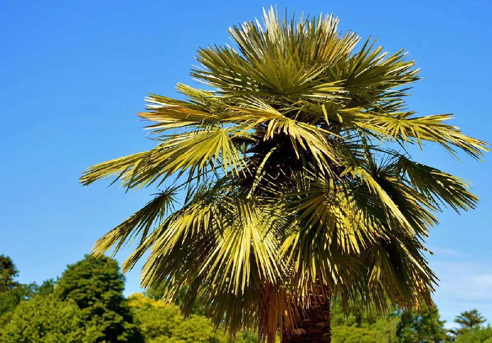 European Fan Palm 1