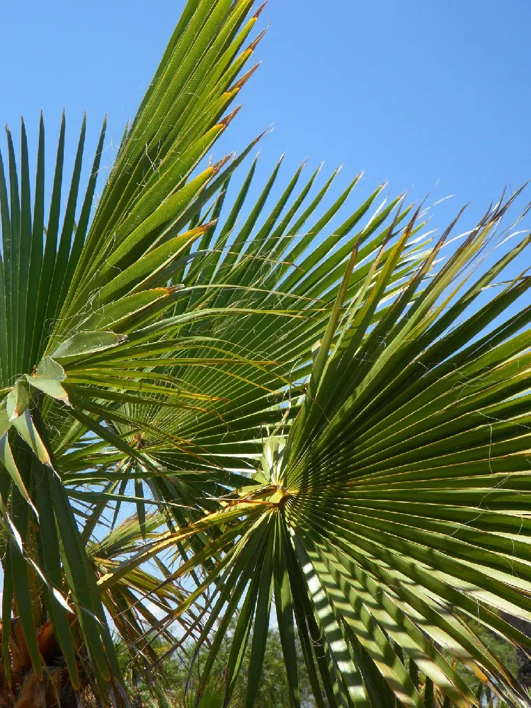 European Fan Palm 2