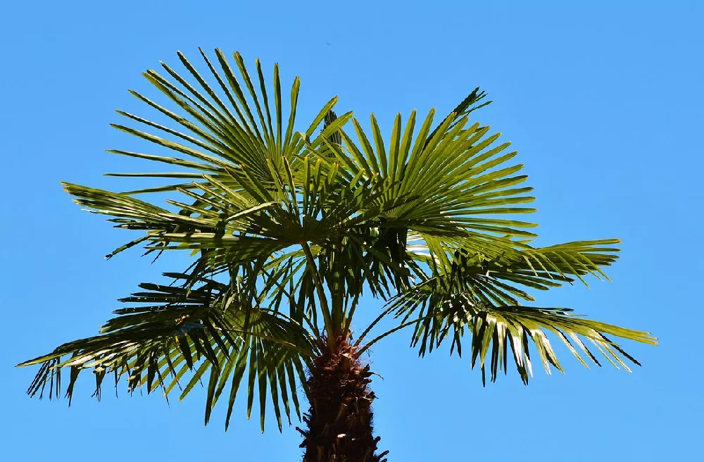 European Fan Palm 3