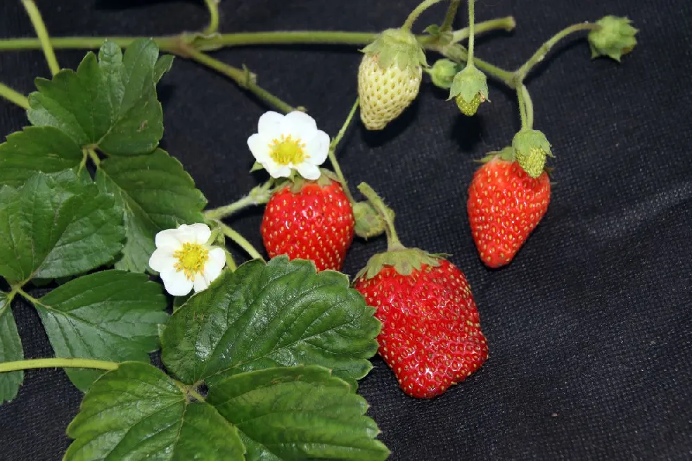 Everbearing Strawberry - USDA Organic