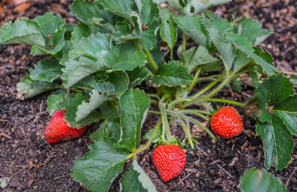 Everbearing Strawberry - USDA Organic