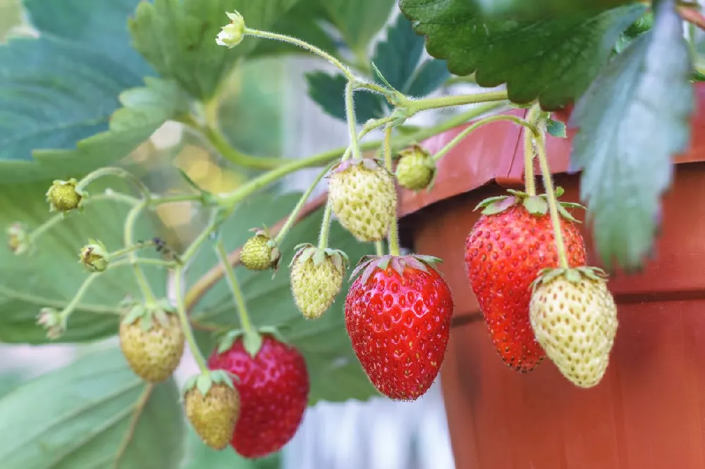 Everbearing Strawberry