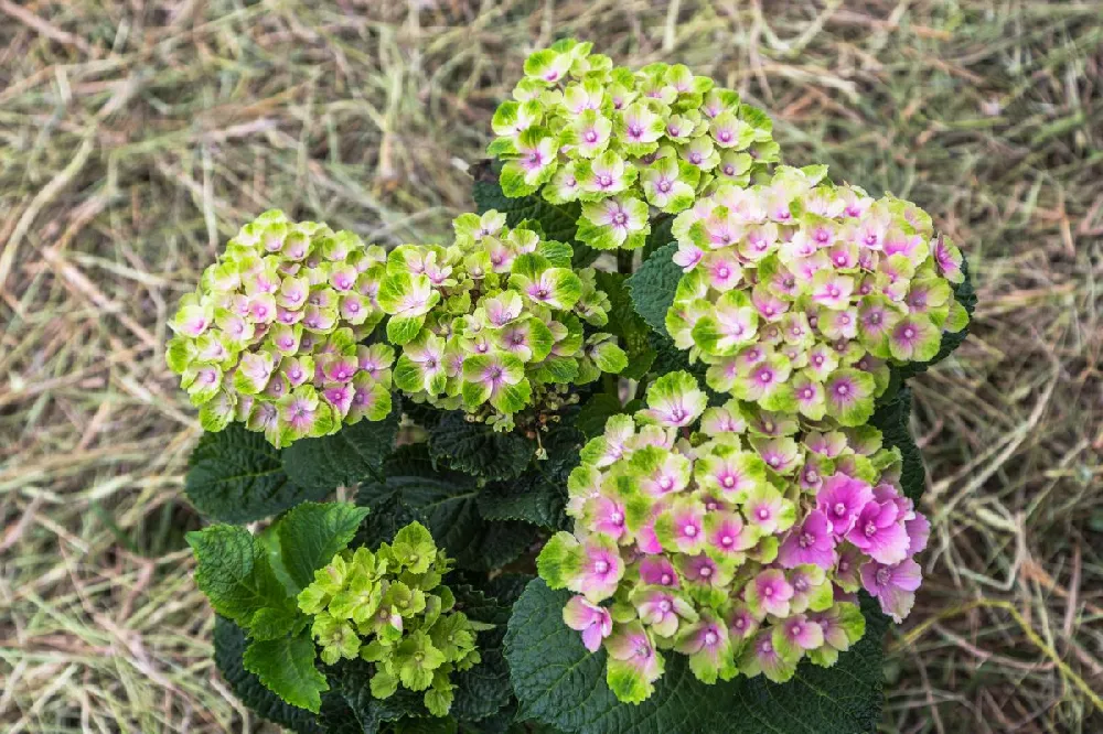 Everlasting® Amethyst Hydrangea Shrub