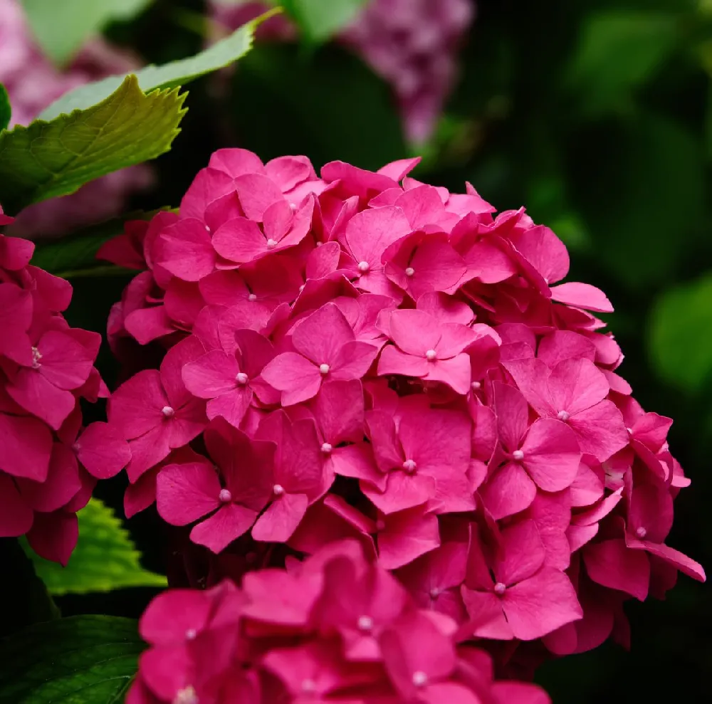 Everlasting® Crimson Ruby Hydrangea Shrub