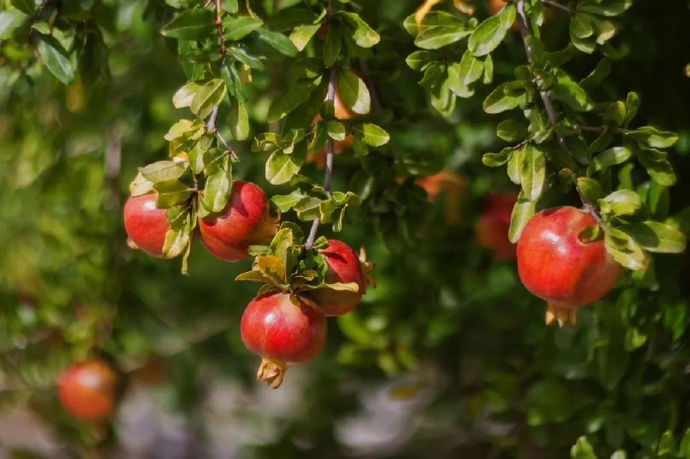 Eversweet Pomegranate Tree