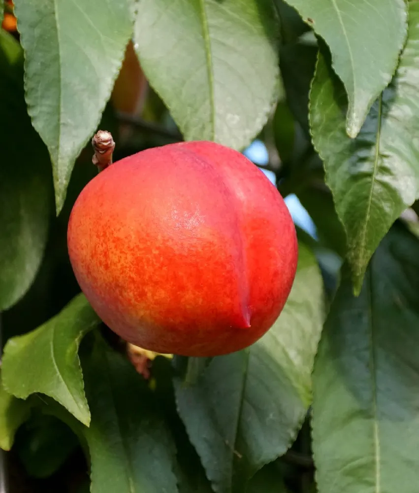 Fantasia Nectarine Tree