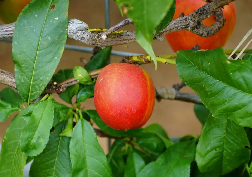 Fantasia Nectarine Tree