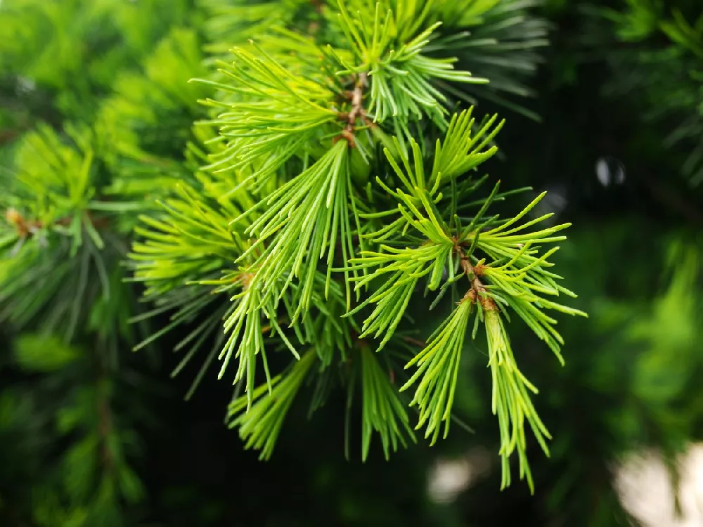 Feelin' Sunny® Deodar Cedar Patio